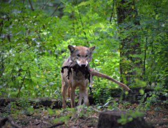 DJV begrüßt Wolfsinitiative im Bundesrat
