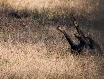 ASP-Bedrohung nimmt nicht ab