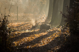 Sauen ansprechen – das Gewicht kann täuschen!