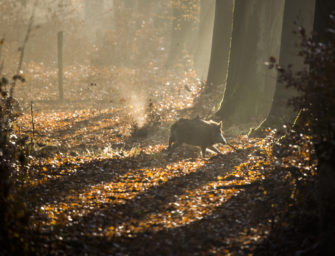 Sauen ansprechen – das Gewicht kann täuschen!