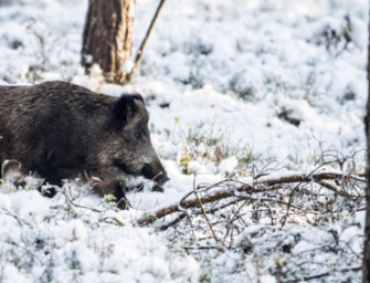 Die Große JÄGER Umfrage 2019 – Jetzt teilnehmen!