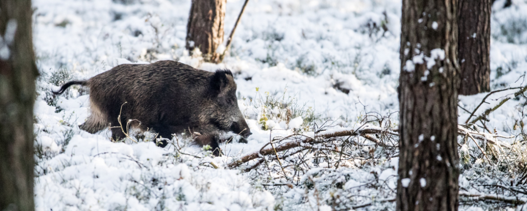 Wildschwein-im-Schnee