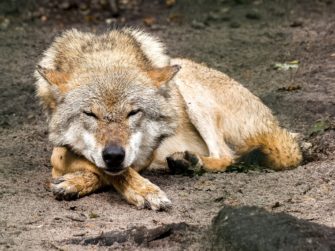 Wölfe: Umweltministerkonferenz konkretisiert den Umgang!