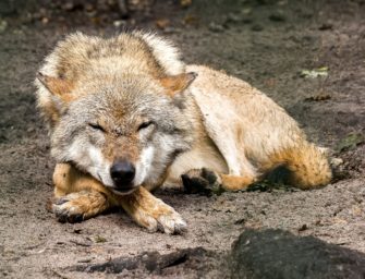 Wölfe: Umweltministerkonferenz konkretisiert den Umgang!
