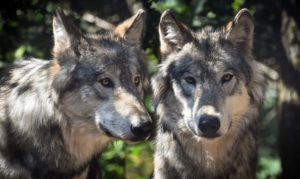 Ein Wolf reisst 34 Schafe im Landkreis Ludwigslust-Parchim trotz Schutzhunden. Zusätzlich wurden 11 weitere Schafe schwer verletzt. 