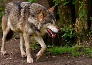 Ein Wolf reisst 34 Schafe im Landkreis Ludwigslust-Parchim trotz Schutzhunden. Zusätzlich wurden 11 weitere Schafe schwer verletzt. 