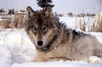Wolf beisst Gemeindemitarbeiter