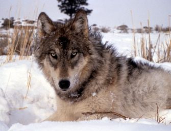 Wolf beisst Gemeindemitarbeiter