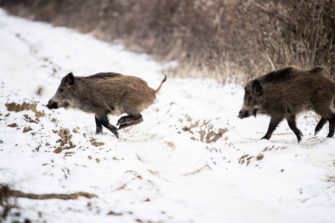 Sauenfreigabe in Zeiten der ASP