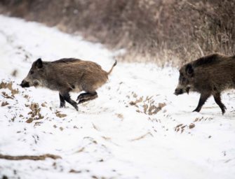 Sauenfreigabe in Zeiten der ASP