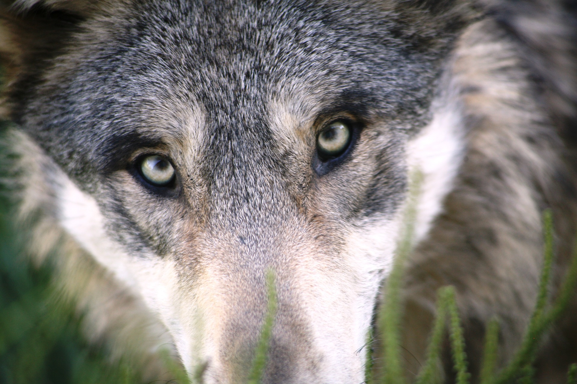 Und wieder entpuppt sich ein Wolfsbiss als vermutliche Hundeattacke. DNA Analysen des Senckenberg- Instituts konnten keine Spuren des Wolfes bestätigen.