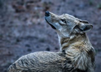 Der Wolfsbiss von Steinfeld