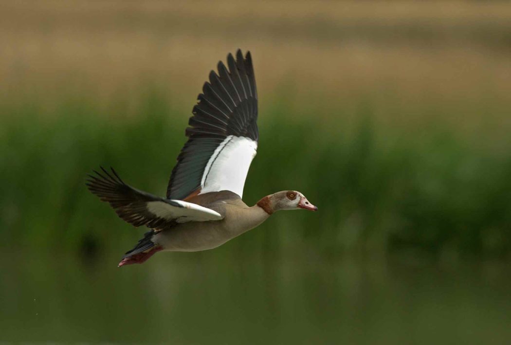 nilgans