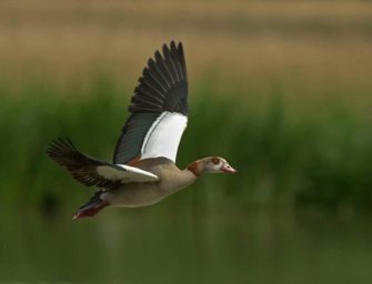 Gänseexoten breiten sich rasant aus
