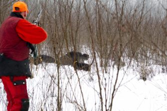 Treffersitz und Schusshärte beim Wild