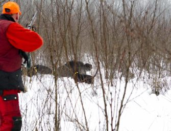 Treffersitz und Schusshärte beim Wild