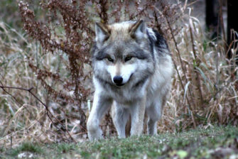 Was wirklich war – Statement des Wolfsschützen
