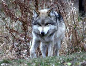 Was wirklich war – Statement des Wolfsschützen