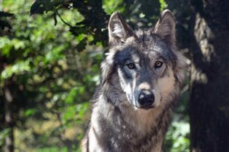 Niedersachsen will Wolfsbestand reduzieren – Bund gibt Rückendeckung