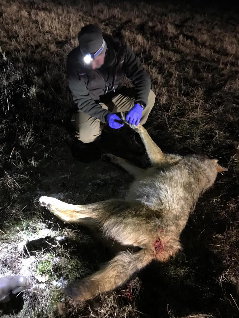 Ein Wolf hat auf einer Drückjagd im Landkreis Potsdam-Mittelmark mehrfach Hunde angeriffen. Um die Wolfsattacke abzuwehren, erlegte ein Jagdgast den Räuber.