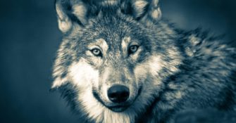 Wolf nach Wolfsattacke erlegt