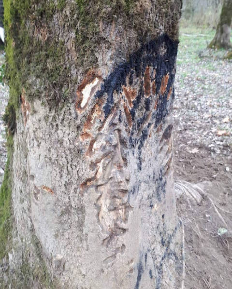 Wenn der Buchenholzteer am Ende ist - dann ist die Zeit von BLACK FIRE angebrochen. Der Wildschwein-Lockstoff lotst treffsicher kapitale Schweine in ihr Revier!