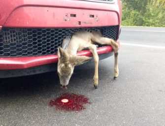 Wildwarnreflektoren wirken Wunder – wenn richtig eingesetzt!