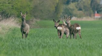Bockhege im Frühjahr