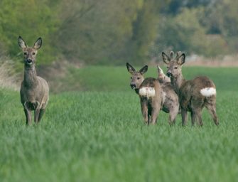 Bockhege im Frühjahr