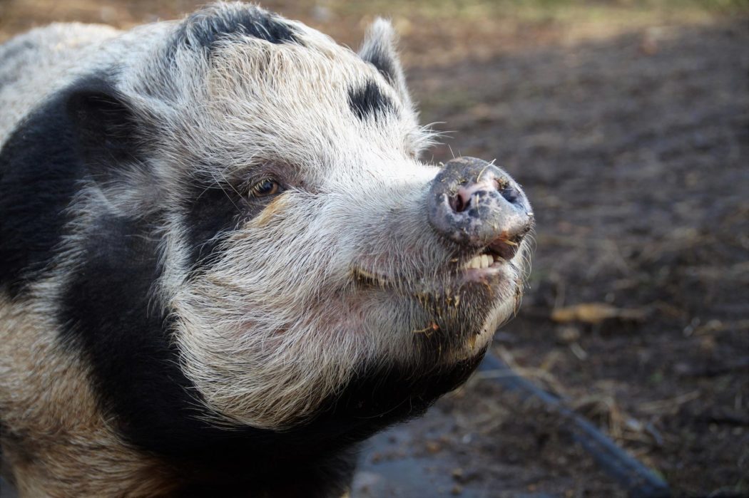 Schwein