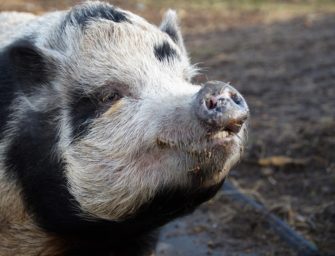 Tschechien ist ASP-frei