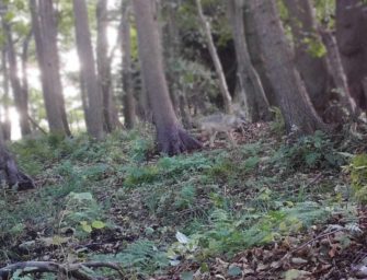 Wolfsrüde GW 717m reisst Islandpony – das sagt der Pferdehalter