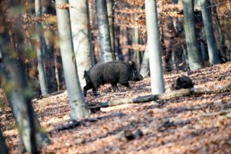 Grundsätzliches zur Sauenbejagung