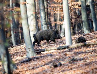 Grundsätzliches zur Sauenbejagung
