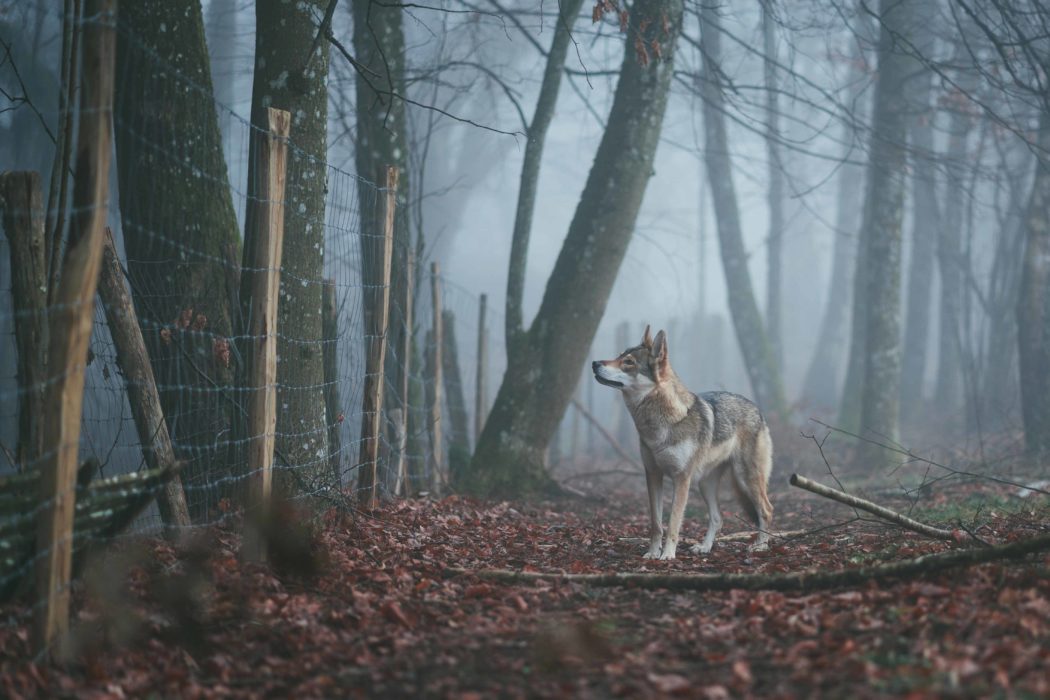 wolf-zaun