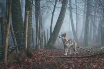 Wolfskosten – so viel Ausgaben verursacht der Grauhund
