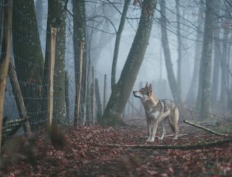 Wolfskosten – so viel Ausgaben verursacht der Grauhund