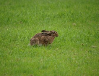 Frohe Kunde: Den Hasen geht es gut