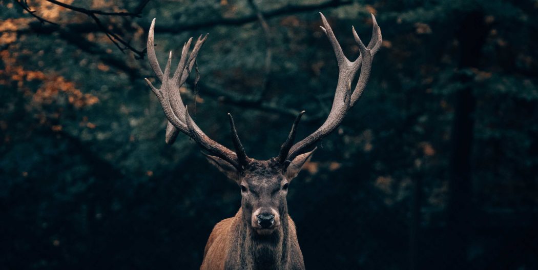 philipp-pilz-1201277-unsplash