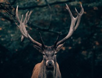 Was fürs Schalenwild zu tun ist