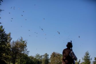 Das Niederwild stirbt – und wir sind schuld.