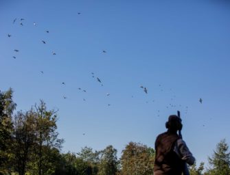 Das Niederwild stirbt – und wir sind schuld.