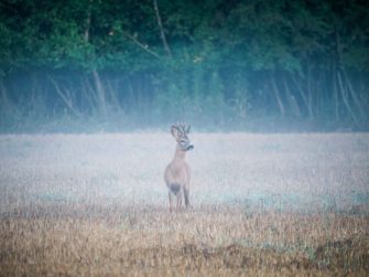 Den braven Bock binden – so geht´s!