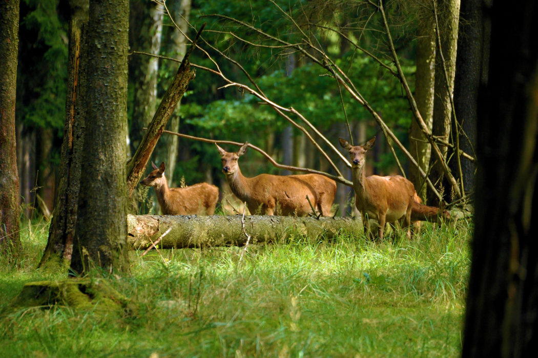 Rotwild im Wald5