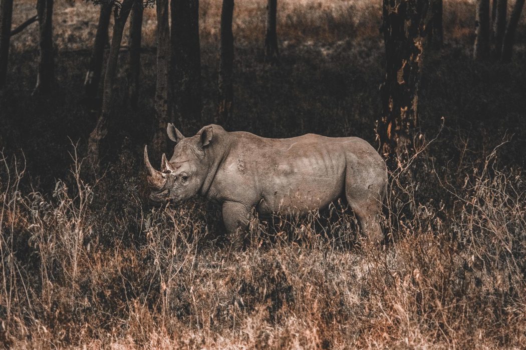 harshil-gudka-628971-unsplash