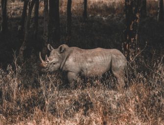 Das bringt Auslandsjagd wirklich