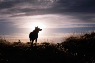 Zu wenig zu spät: Der Wolfsparagraph