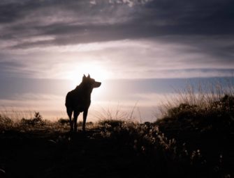 Zu wenig zu spät: Der Wolfsparagraph