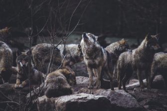 Block auf dem Weg zur Wolfsjagd fällt