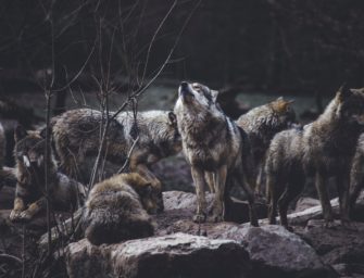 Block auf dem Weg zur Wolfsjagd fällt